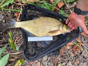 Common Bream