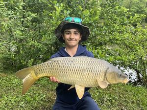 Common Carp