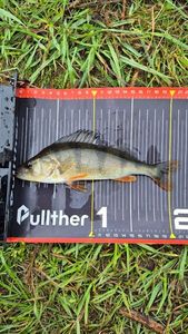 European Perch