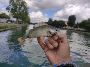European Perch