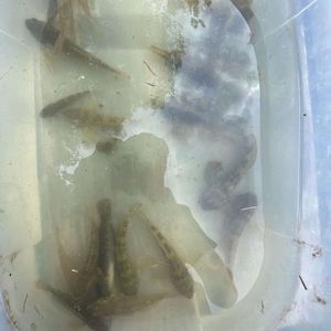 Round Goby