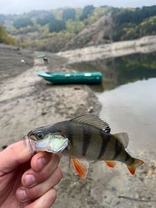 European Perch