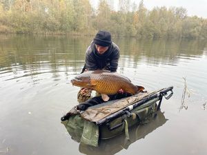 Common Carp
