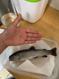 Lake Trout