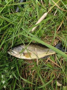 Smallmouth Bass