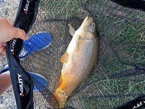 CARPA A SPECCHIO