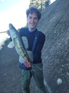 Zander