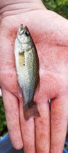 Largemouth Bass