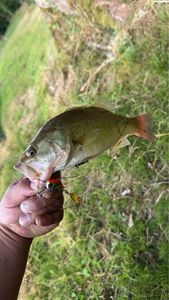 Largemouth Bass