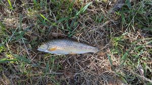 Brown Trout