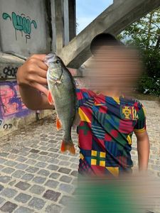 European Perch