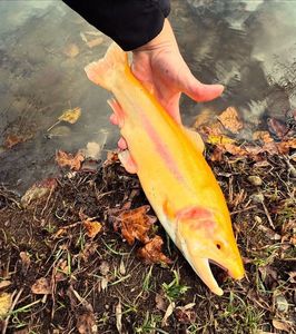 Rainbow Trout