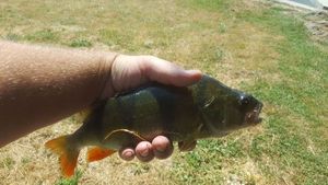 Green Sunfish