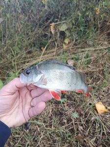European Perch
