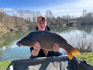 Common Carp