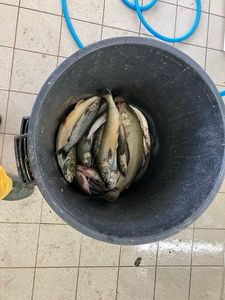 Arctic Char