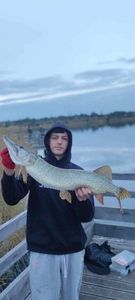Northern Pike