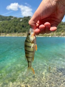 European Perch
