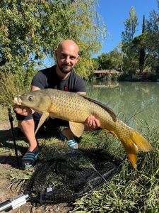 Common Carp