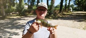 European Perch