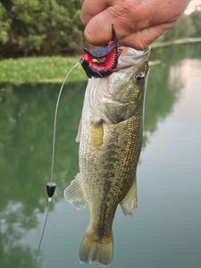 Largemouth Bass
