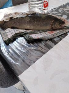 Brown Trout