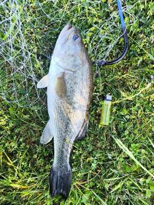 Largemouth Bass