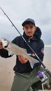 European Bass (Seabass)
