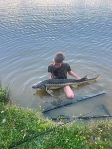 Sturgeon