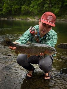 Rainbow Trout