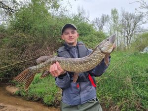 Northern Pike