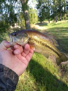 Largemouth Bass