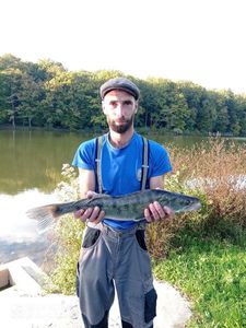 Zander