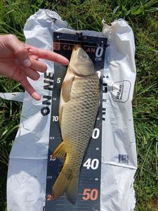 Common Carp