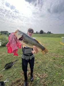 Largemouth Bass
