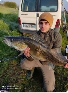 Zander