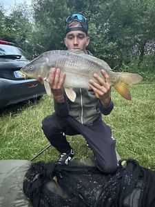 Mirror Carp