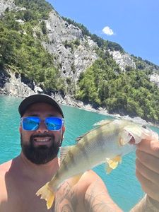 European Perch