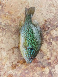 Green Sunfish