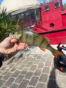 European Perch