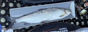 Lake Whitefish