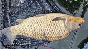 Common Carp