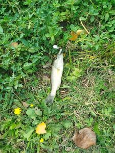 Largemouth Bass