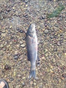 European Bass (Seabass)