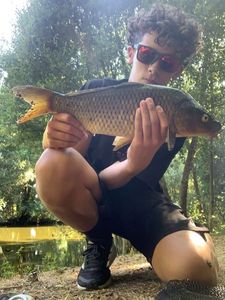 Common Carp