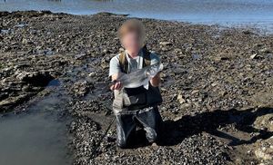 European Bass (Seabass)