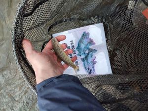 Brown Trout