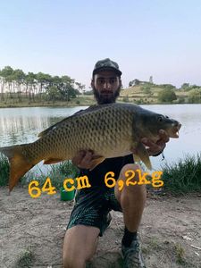 Common Carp