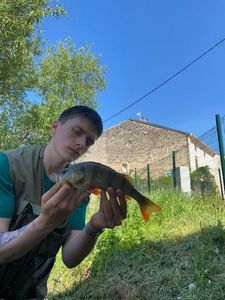 European Perch