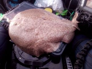 Marbled Electric Ray